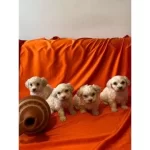 Maltipoo Bebeklerimiz Uygundur