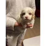 Minnak Maltipoo  Bebeğim