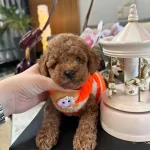 Aile Dostu Mini Toy  Poodle Yavrular