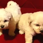 Ev Doğumu Maltipoo Bebeklerimiz