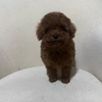 Yeni Yuvalarını Arayan Toy Poodle Yavrular
