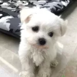 Mini Boy Maltese  Bebeklerimiz