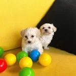 Tam Aşılı Maltipoo Bebeklerimiz