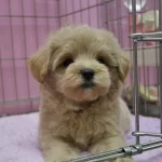 F2 Maltipoo Yavrulari