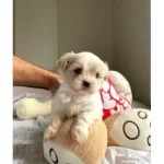 A Kalite Maltipoo  Bebekler