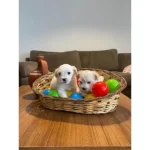 Maltese Bebeklerimiz Uygundur