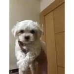 Yumoş Maltese  Bebekler