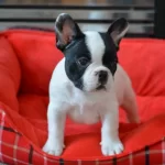 French Bulldog Yavruları