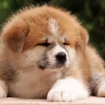Japon Akita İnu Yavruları