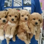 F2 Maltipoo Yavruları