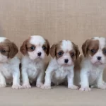 Cavalier King Charles Yavruları