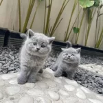 British Shorthair Yavruları