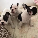 French Bulldog Yavrulari