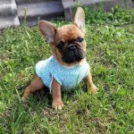 French Bulldog Yavruları