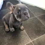 Lilac Tan French Bulldog Yavruları