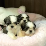 Irk Garantili Shih Tzu Yavruları