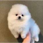 Teddy Bear Pomeranian Yavrulari