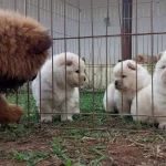 Pofuduk Chow Chow Yavruları