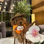 Irk Standardına Uygun Mini Toypoodle