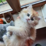 Saf Kan Şecereli Golden British Longhair (Wcf Kayıtlı)