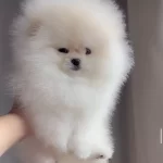 Premium Kalite Pomeranian Boo Bebekler