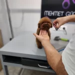 Mini Toy Poodle Lar