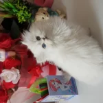 Show Bebekler  British Longhair Silver