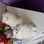 Show Bebekler British Longhair Silver