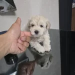 Teslime Hazır Minyatür Miniğim