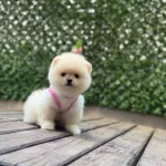 Gülüşüyle Mest Eden Pomeranian Yavrusu