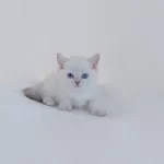 British Shorthair Yavruları