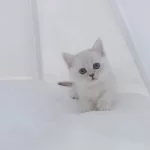 British Shorthair Yavruları