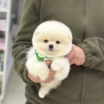 Pasaportlu Ve Karneli Pomeranian Yavruları