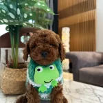 Sağlık Garantili Toy Poodle Bebekler
