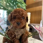 Mini Poodle Lar Yeni Yuvasını Arıyor