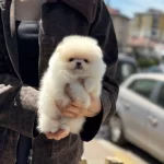 Uysal Ve Neşeli Pomeranian