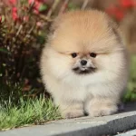 Evde Büyüyen Beyaz Pomeranian