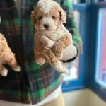 Sevimli Ve Bakımlı Maltipoo Yavruları