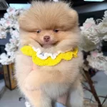 Aile Uyumlu Pomeranian Boo Yavruları