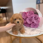 Sevimli Ve Sosyal Maltipoo Bebekler