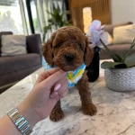 Sevimli Toy Poodle Yavruları