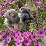 Blue Cane Corso Yavruları