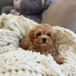 Seçme Kalite Maltipoo Yavruları