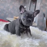 Egzotik Blue French Bulldog Yavrularim Rezerveye Açik