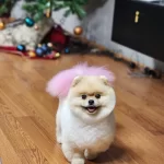 Pamuk Şeker Pomeranian Yavrusu