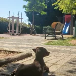 Kızıl Doberman Yavrusu
