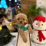 Zeki Ve Oyuncu Mini Poodle Lar