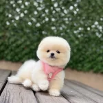 * Show Kalite Pomeranian Boo Yavruları