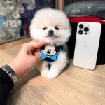 Minik Pomeranian Boo Yavrular