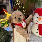 Mini Toy Poodle Lar Yeni Yuvasına Gitmeye Hazır